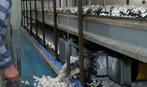 champignons-emetteur