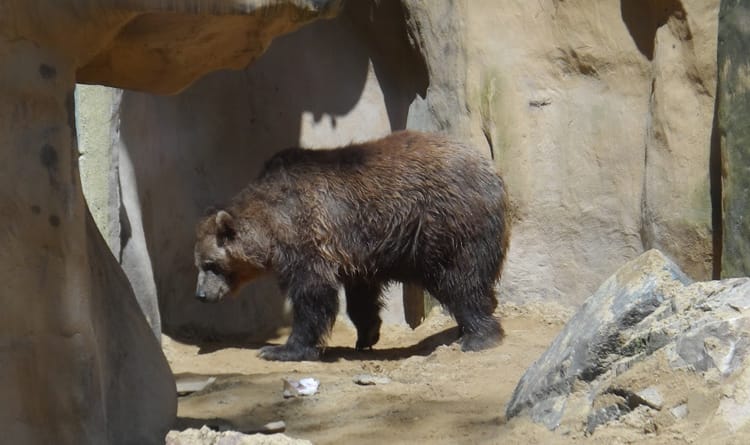 Des portes d'accès pour les ours sont commandées à distance